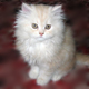 yasbas