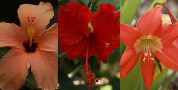 Flowers 01 Pack Full HD Flowers 01 Pack Full HD