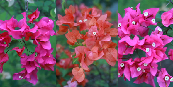 Flower Pack 02 Full HD Flower Pack 02 Full HD