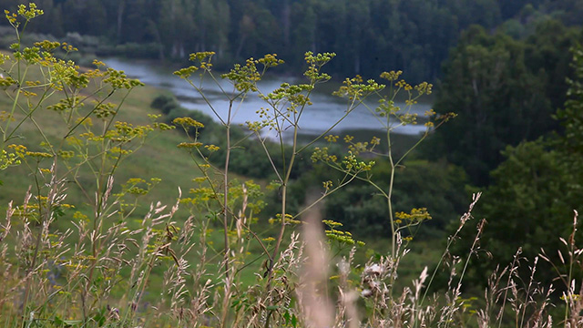 Summer landscape Summer landscape
