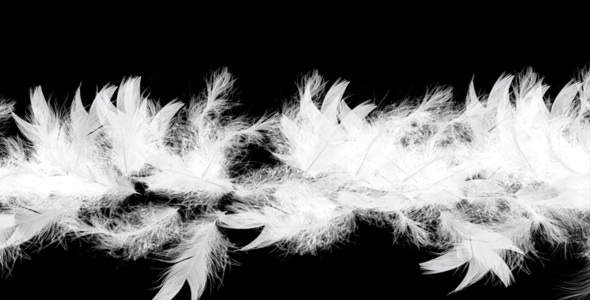 Flying Feathers Intro HD Flying Feathers Intro HD