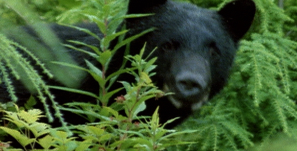 Bear Eating Berries Sequence Bear Eating Berries Sequence