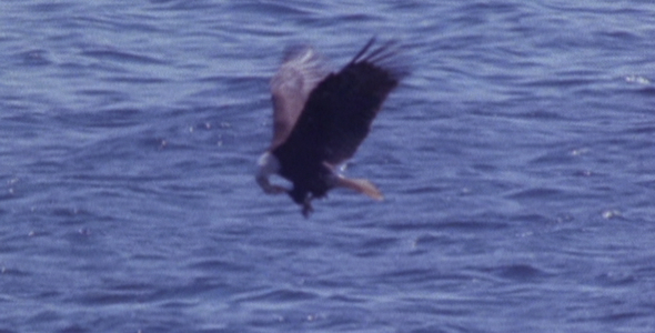 Bald Eagle Catching Fish Bald Eagle Catching Fish