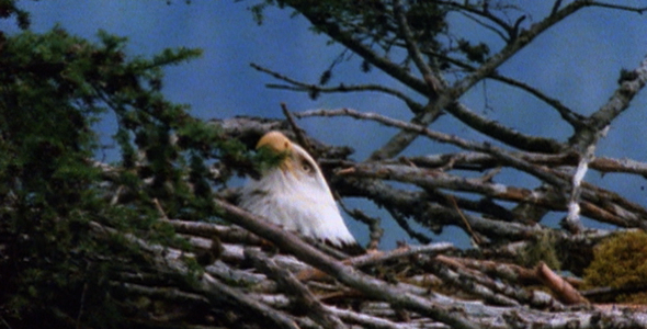 Nesting and Soaring Bald Eagle Sequence Nesting and Soaring Bald Eagle Sequence