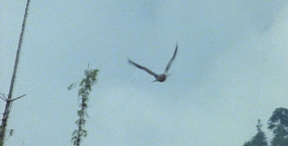 Bald Eagles First Flight Bald Eagles First Flight