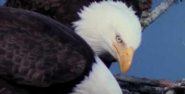 Bald Eagles Eating on Nest Bald Eagles Eating on Nest