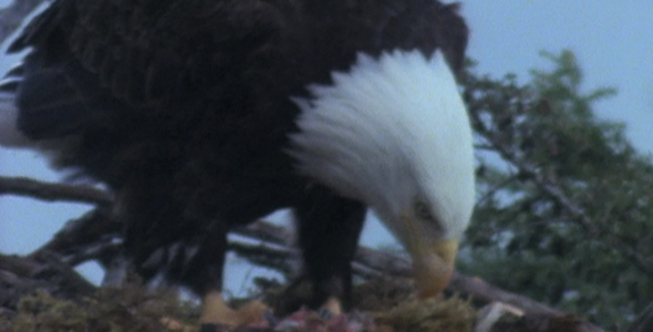 Bald Eagle Tearing at Food Bald Eagle Tearing at Food