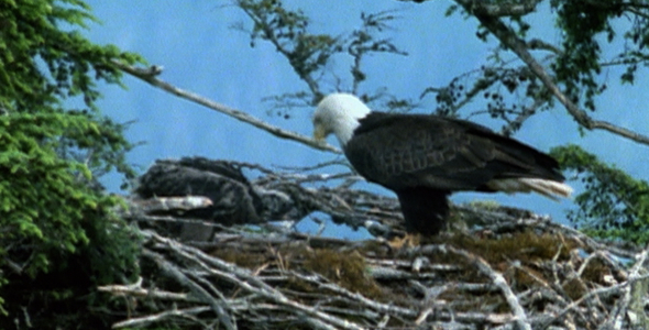 Bald Eagle and Chick on Nest Bald Eagle and Chick on Nest