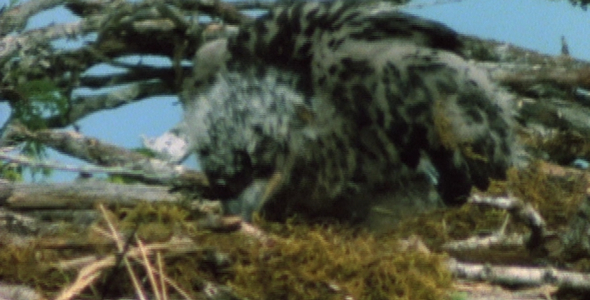 Bald Eagle Chick on Nest 2 Bald Eagle Chick on Nest 2