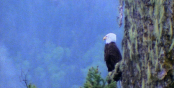 Bald Eagle in Ancient Tree Sequence Bald Eagle in Ancient Tree Sequence