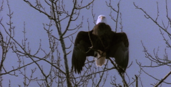 Bald Eagle Thunderbird and Portrait Sequence Bald Eagle Thunderbird and Portrait Sequence