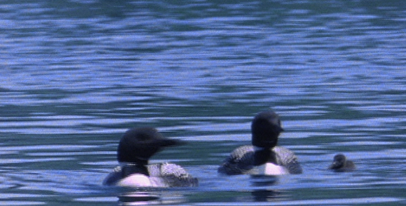 Family of Loons Calling and Swimming Sequence Family of Loons Calling and Swimming Sequence