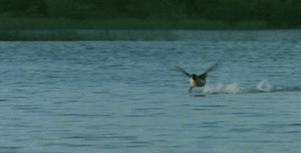 Loon Taking Flight Loon Taking Flight