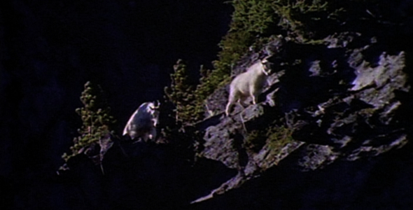 Mountain Goats Sequence Mountain Goats Sequence