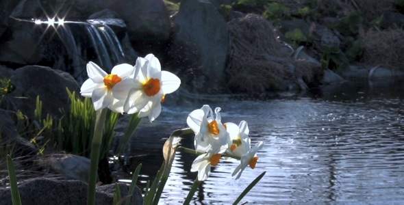 Daffodil Lake  HD Pack 9  Stock Footage  VideoHive