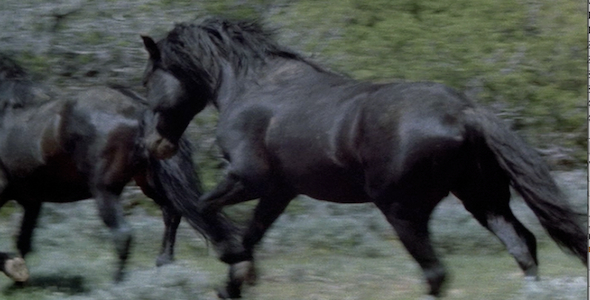 Wild Horse Stallion Chasing Stallion Sequence Wild Horse Stallion Chasing Stallion Sequence