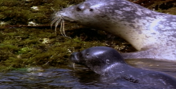 Harbor Seal and Pup Harbor Seal and Pup