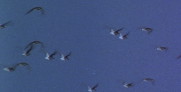 Flock of Shorebirds Flying Sequence Flock of Shorebirds Flying Sequence