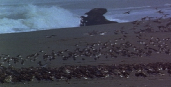 Shorebirds Landing On Remote Beach Sequence Shorebirds Landing On Remote Beach Sequence