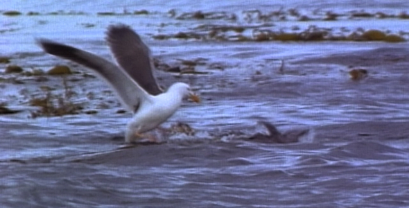 Gull Steals food from Otter Gull Steals food from Otter