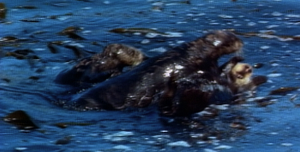 Sea Otters Play Sea Otters Play