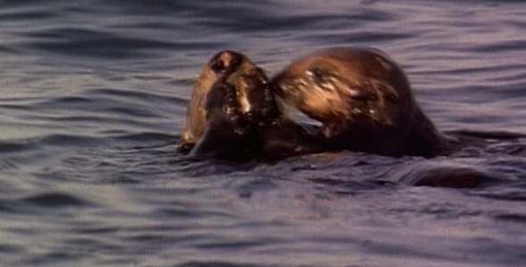 Sea Otter Mom and Pup Play and Eat Sea Otter Mom and Pup Play and Eat