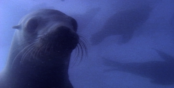 Sea Lion Underwater Sea Lion Underwater