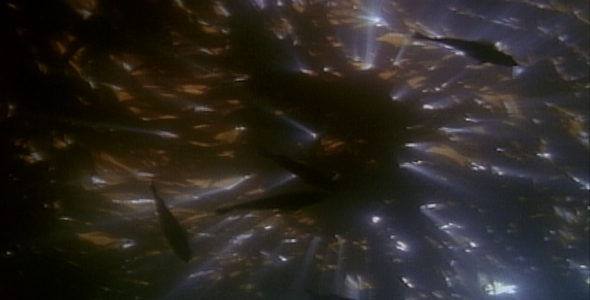 Fish in Kelp Forest Fish in Kelp Forest