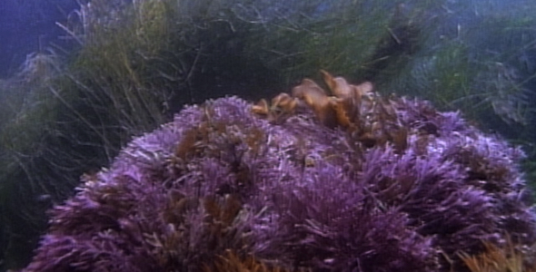 Underwater Tidal Surge Sequence Underwater Tidal Surge Sequence