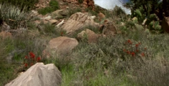 Desert Springtime Desert Springtime