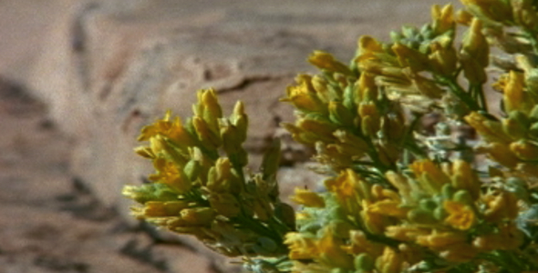 Flower Growing from Rock 2 3 shot Flower Growing from Rock 2 3 shot