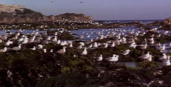 Flock of Gulls along Shoreline Flock of Gulls along Shoreline