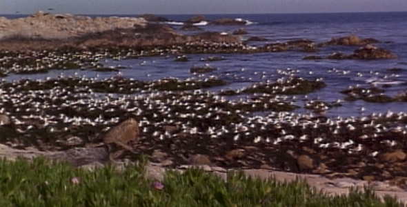 Flock of Gulls along Shoreline 2 Flock of Gulls along Shoreline 2
