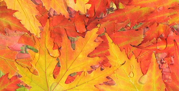 Autumn Autumn