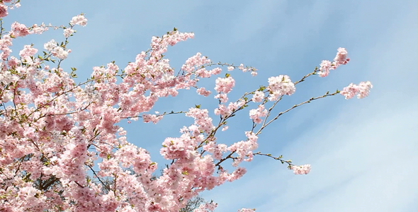 Cherry Blossoms Cherry Blossoms
