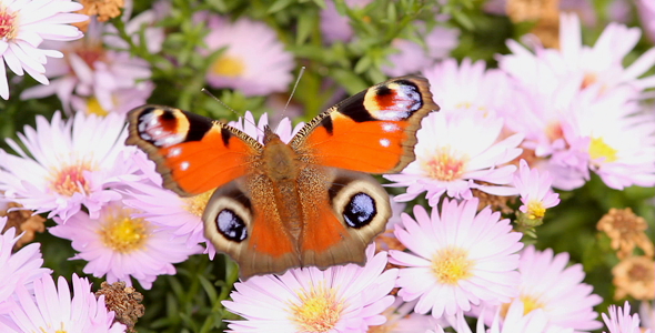 Butterfly 2 Butterfly 2