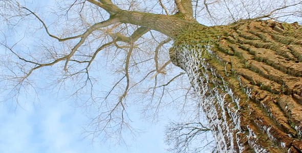 Ash Tree Ash Tree