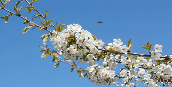 Springtime Springtime