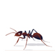 CodeCanyon profile picture for @paris