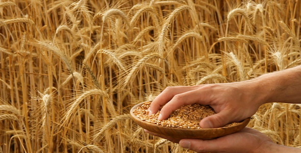 Grain Pack Grain Pack