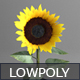 Low poly Sunflower Low poly Sunflower - 3DOcean Item for Sale
