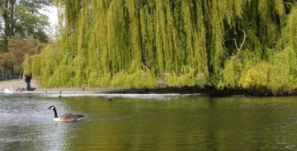Regent s Park Pond In London Regent s Park Pond In London