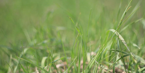 Green Grass Green Grass