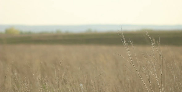 Dry Stalks Dry Stalks