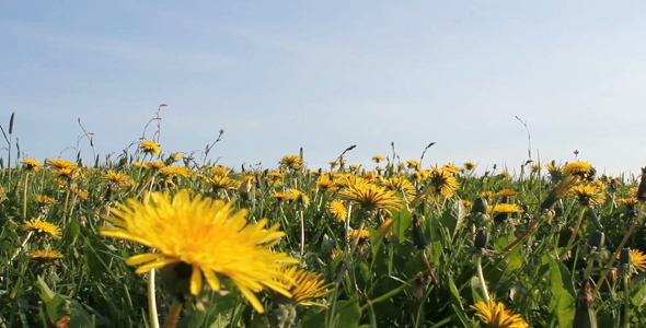 Dandelion Flowers Dandelion Flowers