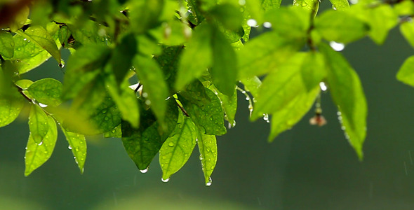 Green Leaves In The Rain Slow Motion Green Leaves In The Rain Slow Motion