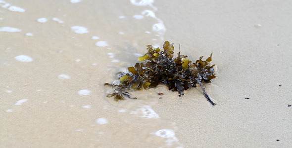 Seaweed On The Beach I Close-up Seaweed On The Beach I Close-up