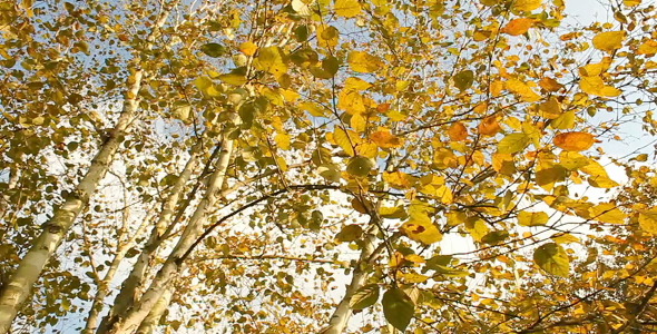 Colourful Autumn Colourful Autumn