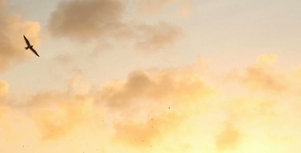 Birds Birds