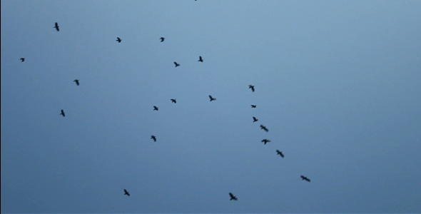 Black Crows Black Crows